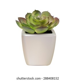 succulent plant in white pot