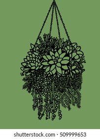 Succulent plants