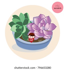 Succulent Plants in the blue pot on beige. I like Succulent .