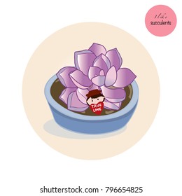 Succulent Plants in the clay pot. I like succulent.