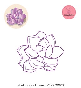 Succulent Plants Colouring book. I like Succulents.