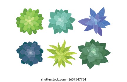 Succulent Plants Growing in Ceramic Pots View From Above Vector Set