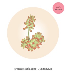 Succulent Plants isolated on beige. Flower in the desert. I like Succulent.