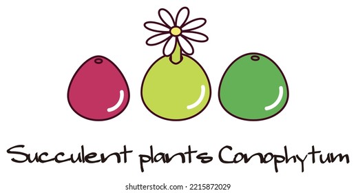 Succulent plants Mesen conophytum burgeri Illustration. medley of plants. Vector.