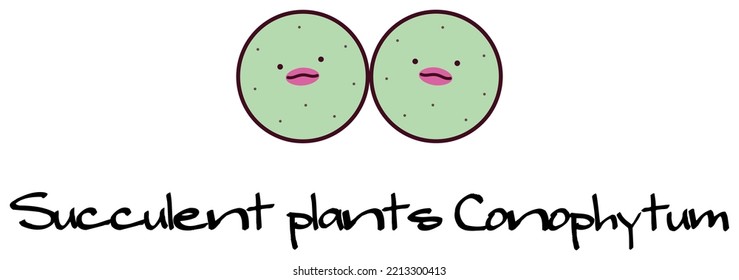 Succulent plants Mesen conophytum pageae Character Illustration. Vector.