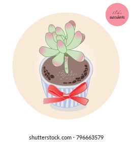 Succulent Plants in the pot with red bow. Gift for you love. I like Succulent.