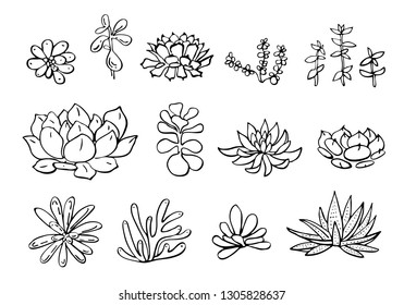 Succulent plants set. Vector hand drawn outline sketch illustration isolated on white background