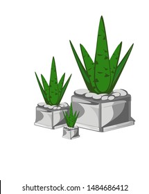 Succulent plant,Small pot of cactus isolated on white background.are by far one of the easier plants to care and in House plants, Plants for Home Decoration,  Indoor or office gar