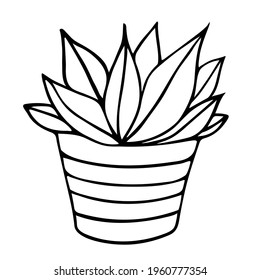 Suculento icono de la olla. Esbozar el vector de la olla suculenta aislado en el fondo blanco.