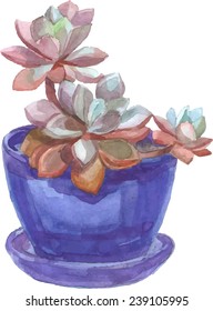Succulent in pot on white background. Vector illustration for your design. 