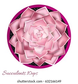 Succulent in a pot vector illustration