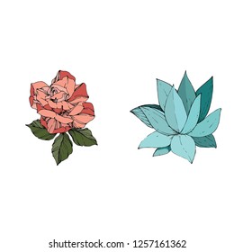 Succulent and rose vector isolated