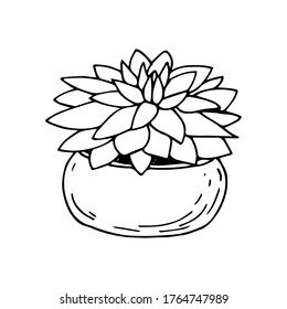 succulent in a round pot, hand drawn, vector illustration, doodle, sketch, isolated, black and white