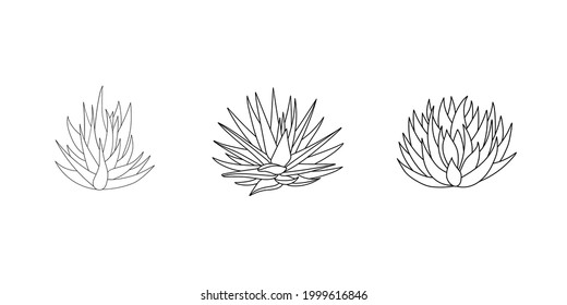 Succulent set aloe vera and agave in doodle style. Vector illustration plant hand drawn. Black outline isolated element on white background. Sketch desert flower for print and design