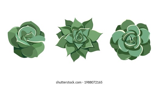 Succulent set green echeveria, Lovely Rose, Laui, agavoides. Hand drawn plant in cartoon style. Graphic sketch flower for printing and design. Vector illustration, isolated element on white background