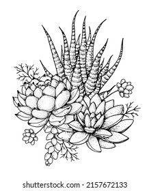 Succulent sketch composition. Hand drawn vector illustration. Floral sketch. Tattoo vintage print. Illustration for t-shirt print, fabric,greeting cards, wedding invites and other uses.