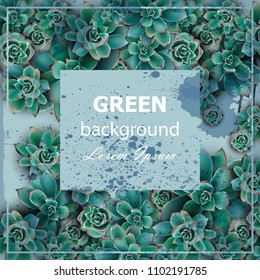 Succulent stars Green background Vector. Beautiful card floral design