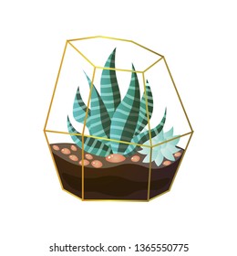 Succulent striped green plant in terrarium wire pot