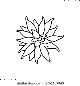 A succulent vector icon in outlines 