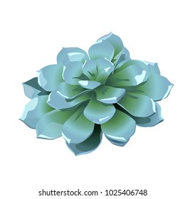 Succulent. Vector illustration.