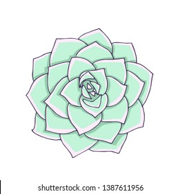 succulent vector isolated on a white background