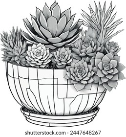 succulents of all varieties in pot with thin black lines and white