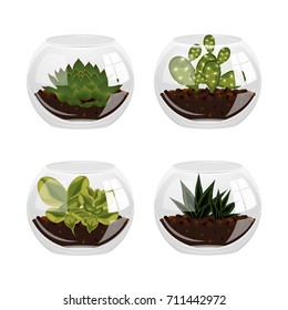 Succulents and cacti in a glass vase. Vector illustration.