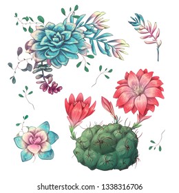 Succulents. Cacti hand drawn on a white background. Flowers in the desert. Vector drawing succulents