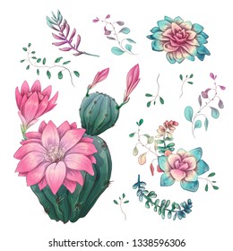 Succulents. Cacti hand drawn on a white background. Flowers in the desert. Vector drawing succulents