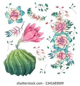 Succulents. Cacti hand drawn on a white background. Flowers in the desert. Vector drawing succulents