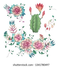 Succulents. Cacti hand drawn on a white background. Flowers in the desert. Vector drawing succulents