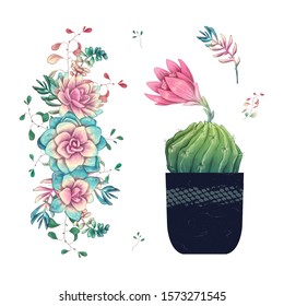 Succulents. Cacti hand drawn on a white background. Flowers in the desert. Vector drawing succulents
