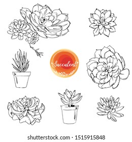 Succulents. Cacti line drawn on a white background. Flowers in the desert. Vektoryny drawing succulents.