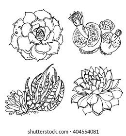 Succulents. Cacti line drawn on a white background. Flowers in the desert. Vektoryny drawing succulents.