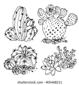 Succulents. Cacti line drawn on a white background. Flowers in the desert. Vektoryny drawing succulents.