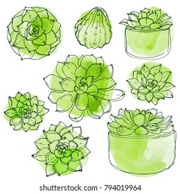 Succulents. Cacti line drawn on a white background. Flowers in the desert. Vektoryny drawing succulents.