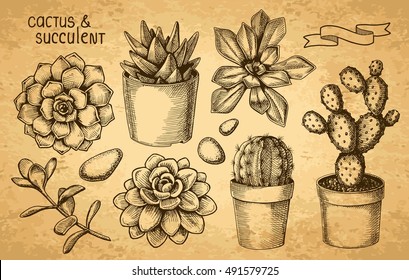 Succulents And Cacti Sketch Set