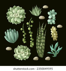 Succulents and cactus isolated. Vector