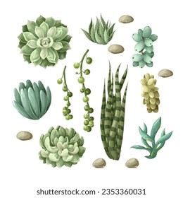 Succulents and cactus isolated. Vector