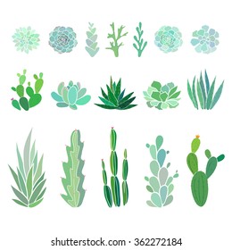 succulents and cactus, vector floral illustration