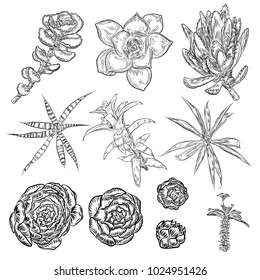 Succulents and cactuses set. Trendy tropical design for textile. Set of various hand drawn cacti exotic plants. Vector.