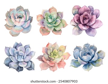 Succulents Kollektion mit lebendigen und vielfältigen Designs.Perfekt für Wohndekoration, Einladungen und Kunstprojekte.Jede Succulent präsentiert einzigartige Farben und komplexe Details, einen Hauch von Schönheit hinzufügen.