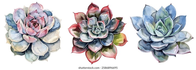 Succulents collection featuring vibrant and diverse designs.Perfect for home decor, invitations, and art projects.Each succulent showcases unique colors and intricate details,adding a touch of beauty.