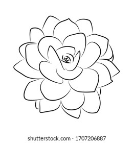 succulents flowers, lineart design, vector.