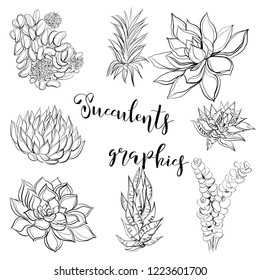 Succulents. Graphics. Coloring. Vector illustration
