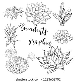 Succulent Line Drawing Images, Stock Photos & Vectors | Shutterstock