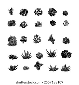 Succulents hand drawing vector isolated on white background.