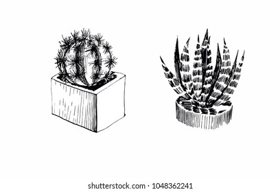 Succulents, hand-drawn graphics, drawn with pen and ink. Vector image on white background