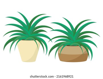Succulents. Houseplants in pots. Illustrations of indoor plants in pots.