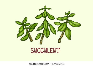 Succulents isolated on a light background. Crassula.
